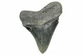 Serrated, Fossil Megalodon Tooth - North Carolina #340852-1